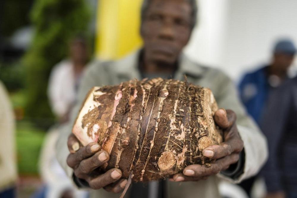 Após dois anos, Feira de Sementes e Mudas Quilombolas está de volta ao Vale do Ribeira (SP)