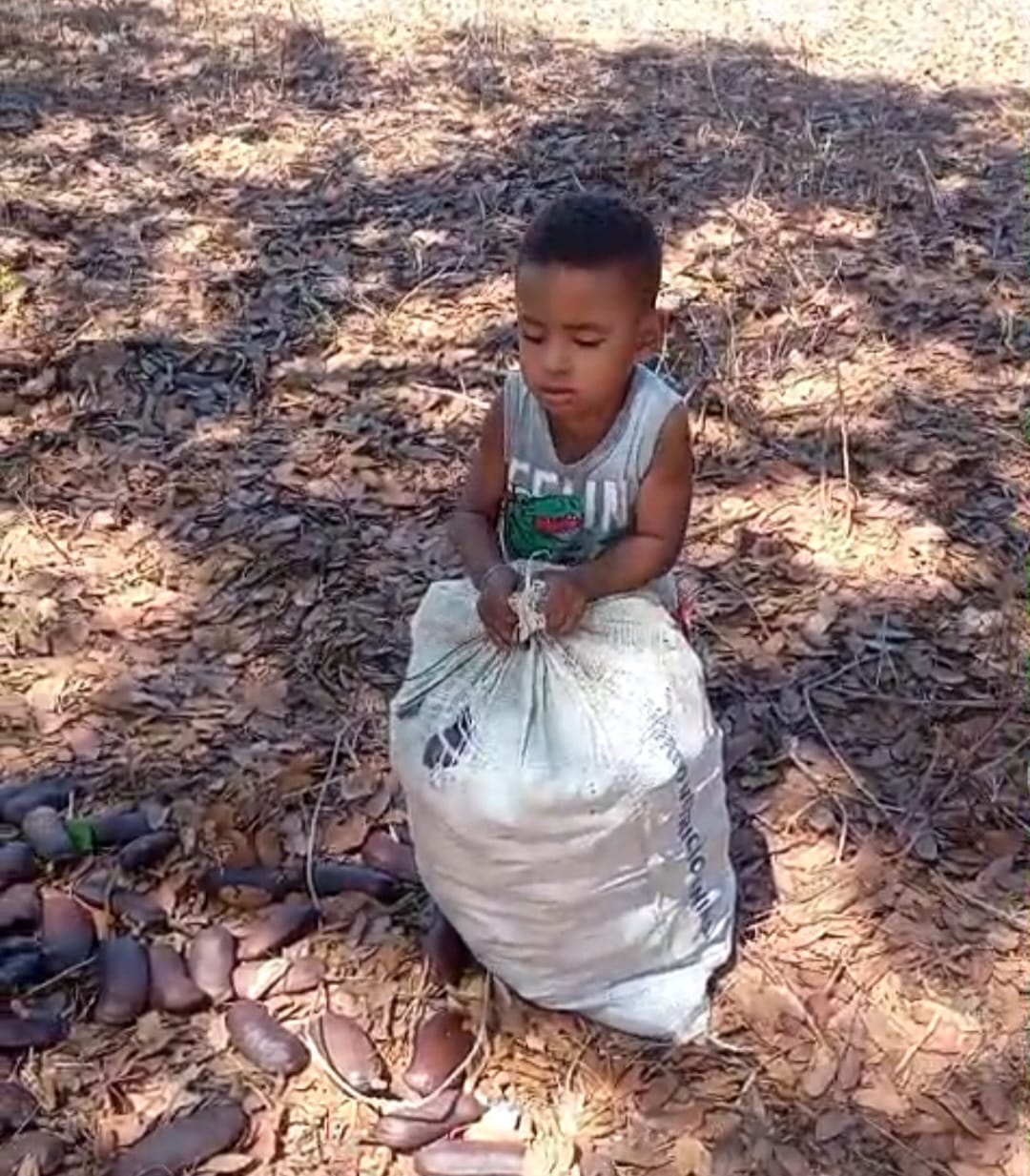 Quilombo Poço Dantas sedia a 1ª Farinhada do Jatobá no sudeste do Tocantins