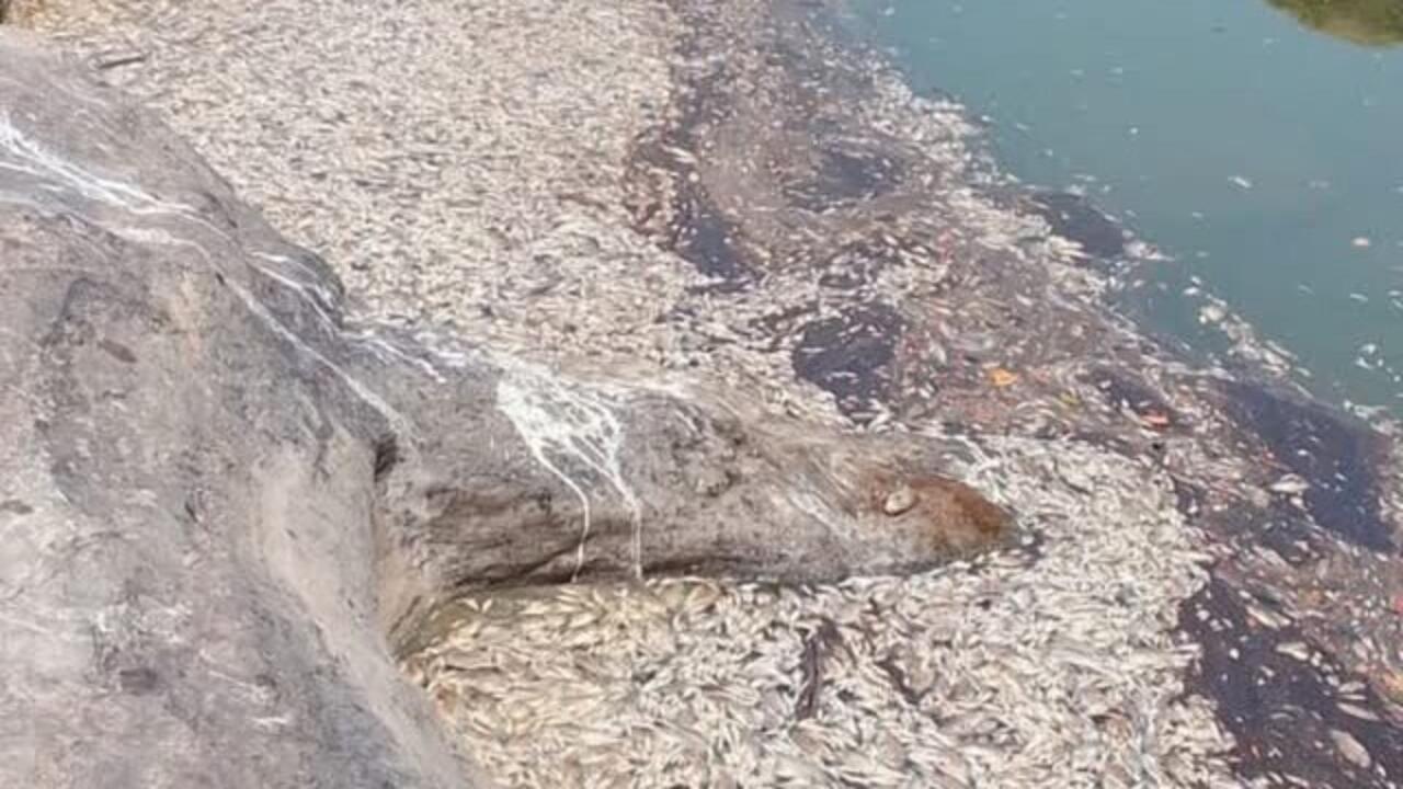 Poluição por garimpo ilegal mata milhares de peixes em rio de Moçambique