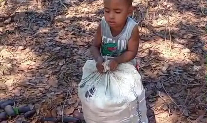 Quilombo Poço Dantas sedia a 1ª Farinhada do Jatobá no sudeste do Tocantins