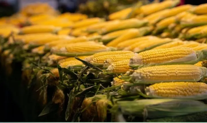 Controle da ferrugem tropical do milho exige rotação de produtos para evitar resistência